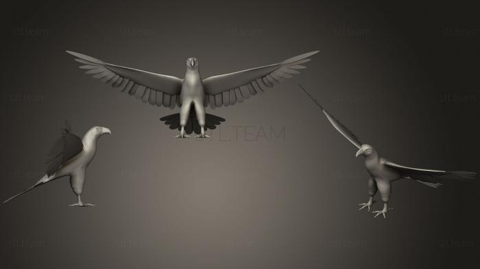 3D модель Белоголовый орлан (STL)